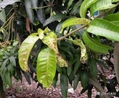 芒果买回几天为啥长黑斑,芒果买回来几天就有黑点能吃吗