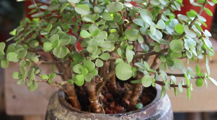 金枝玉叶过冬怕什么,金枝玉叶怕过冬吗