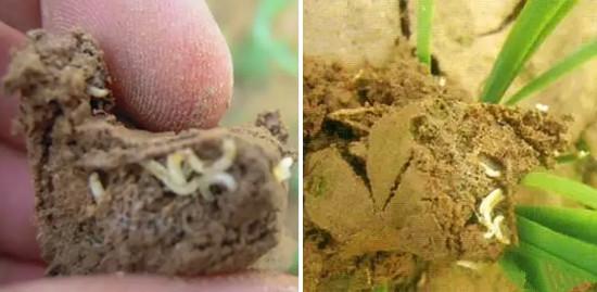 韭菜地里有蛆怎样治,韭菜长韭蛆了应该怎么处理呢