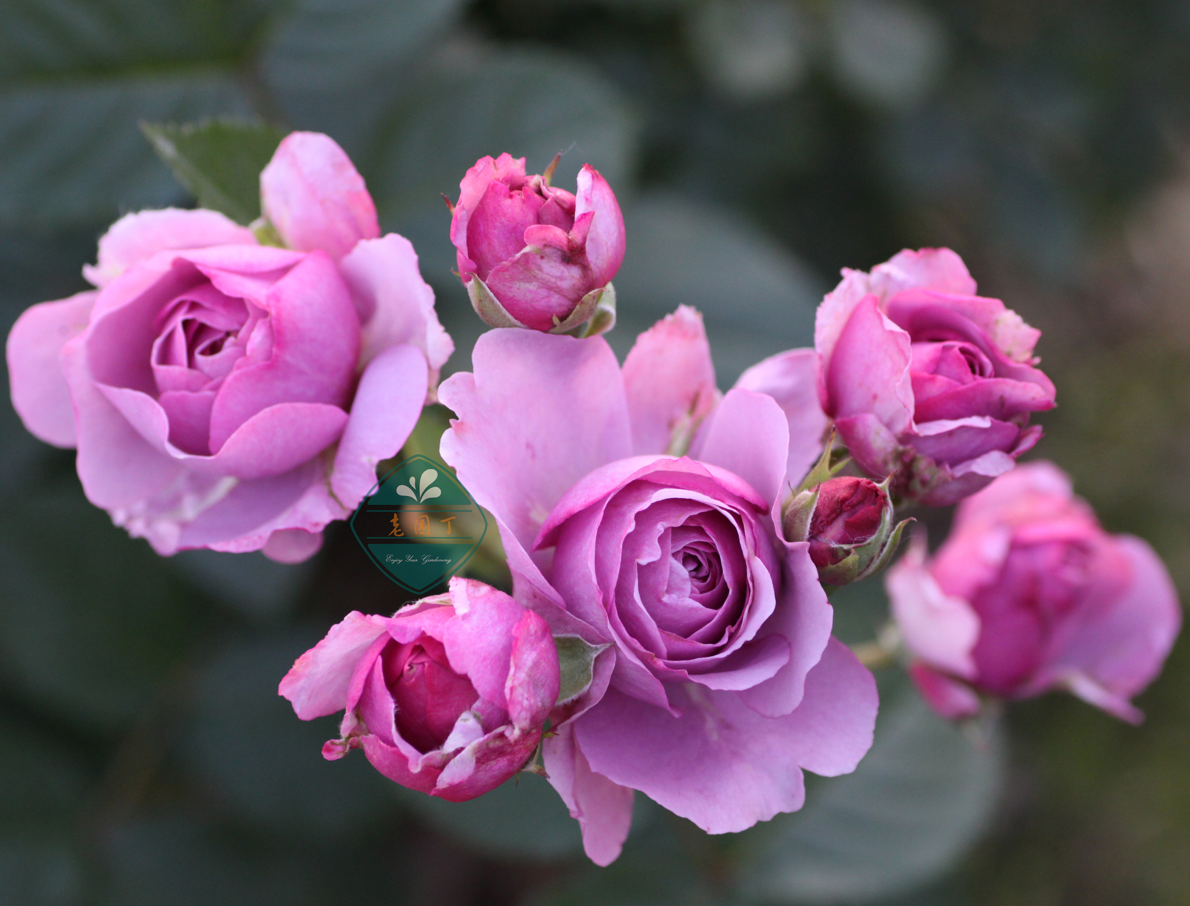 伊芙伯爵藤本月季的优缺点,艾拉绒球藤本月季优缺点