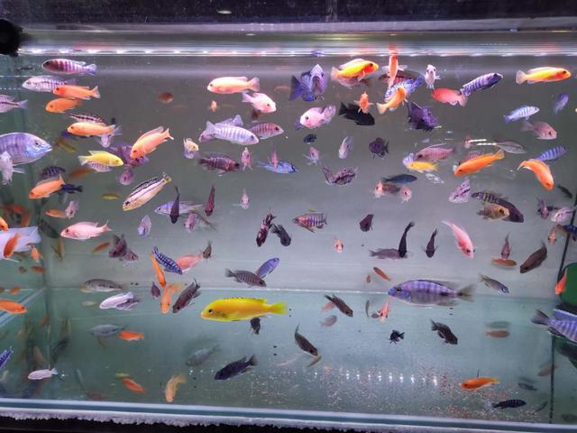 推荐几种好饲养的观赏鱼,精心挑选6种最容易饲养的观赏鱼