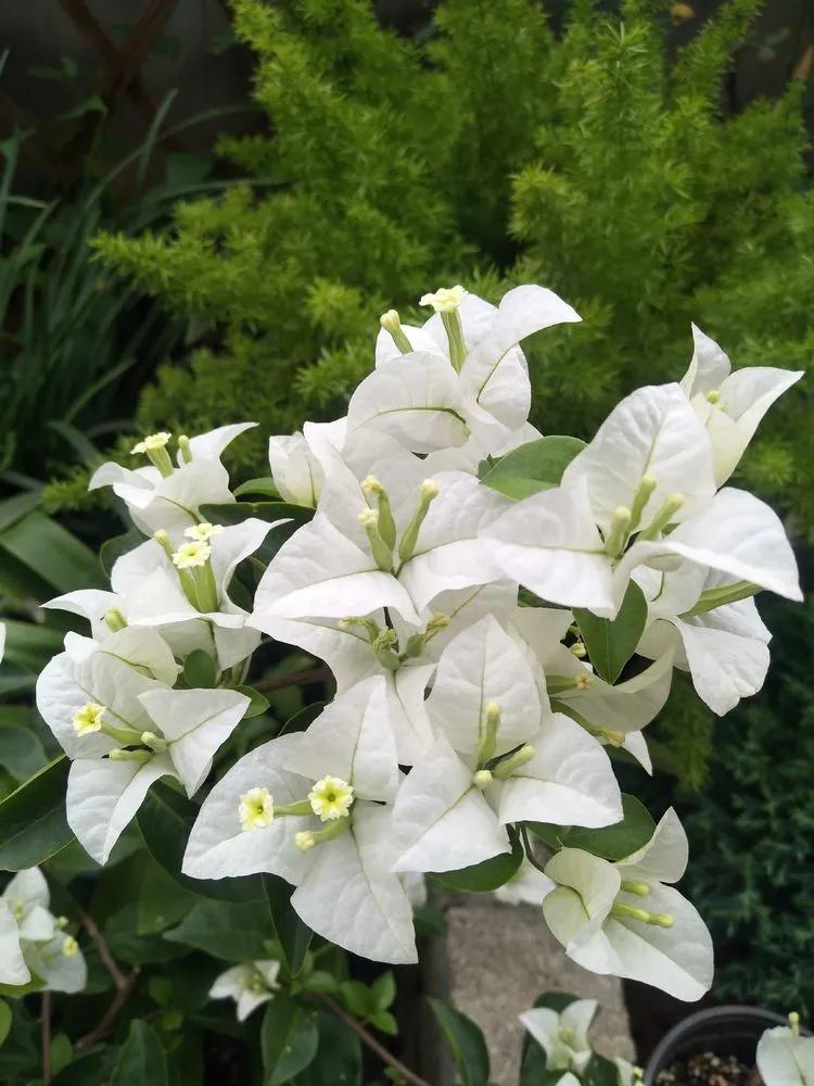 第七届园丁奖,第六届园丁奖奖励