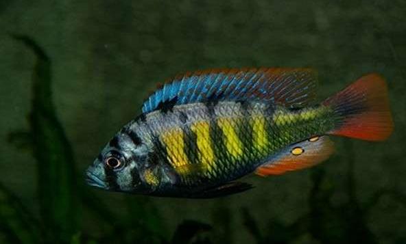 蓝阿里三湖慈鲷凶吗,三湖慈鲷和什么混养