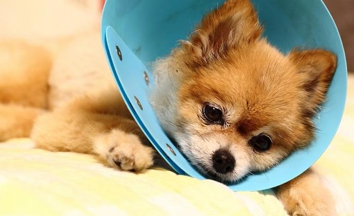 犬脐疝,小狗有脐疝怎么引起的