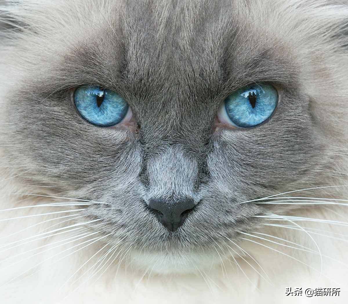 猫咪眼睛突然出分泌物还伴有干呕,猫咪眼睛分泌物突然增多怎么回事