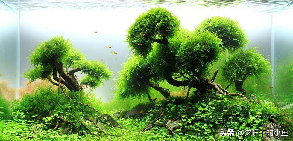 新手养水草臭了怎么办,新手养水草缸教学