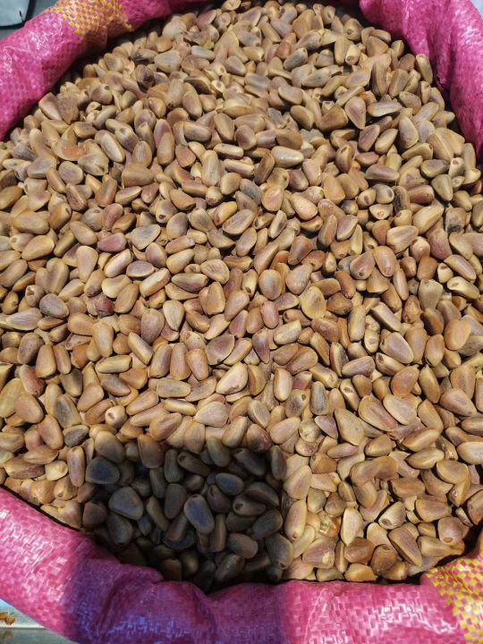 开口笑松子大颗粒,开口笑榛子和松子