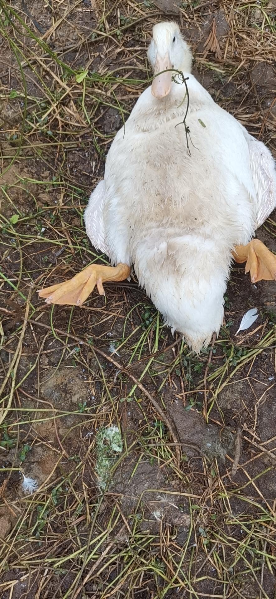 黄病毒最佳治愈方法,黄化病毒的症状和治疗方法