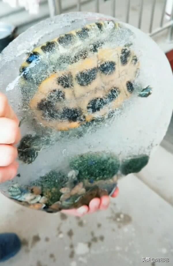 乌龟冻硬了还能活吗,乌龟不小心被冻僵