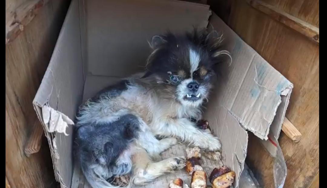 狗狗被遗弃后哭着追主人车,遗弃狗狗导致狗狗被车撞