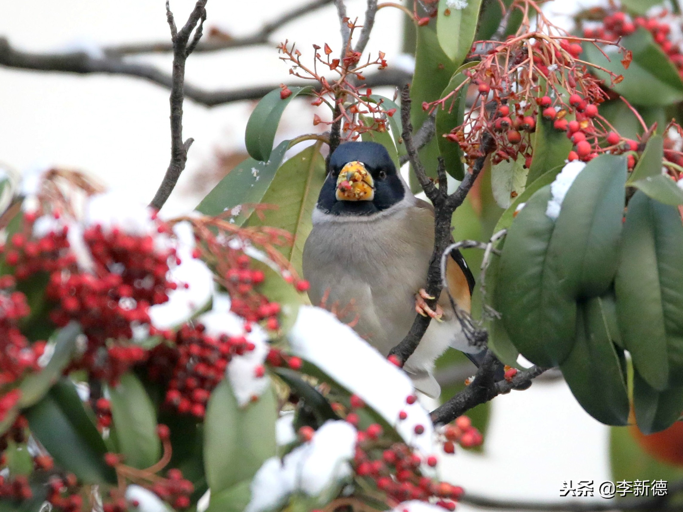 合肥拍到的小鸟,安徽有乌鸫鸟