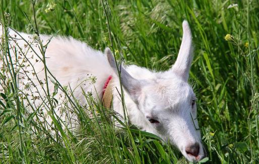 母羊喂什么对子宫内膜炎有好处,母羊内膜炎怎么办