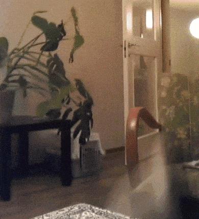 如何判断一只猫猫性格好不好,一只猫有这几种表现