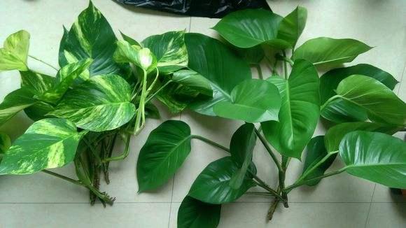 大叶绿萝如何让下部出新叶,大叶绿萝柱下部没叶子了怎么办