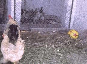 生物老师是女的,生物老师是个女的