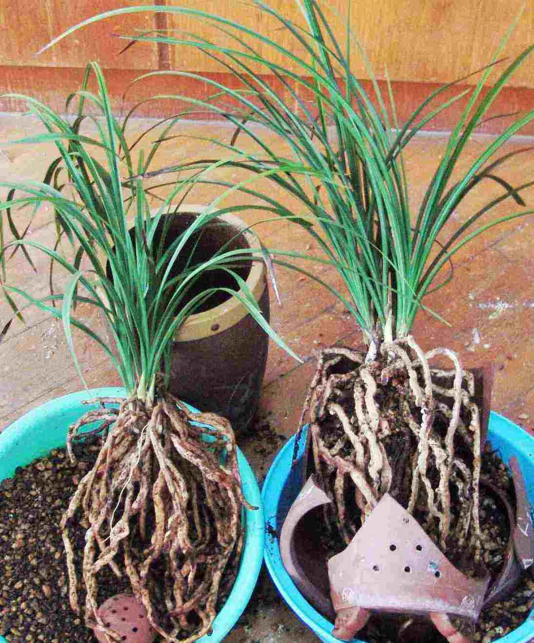 新买的兰花如何上盆选湿的植料,培育兰花如何选择大小盆