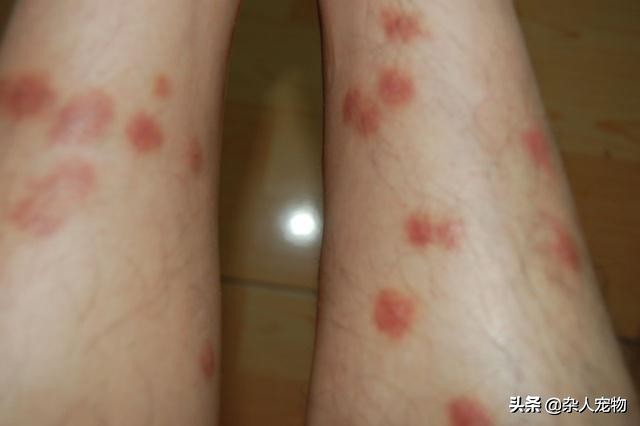 花露水可以驱猫猫身上的跳蚤吗,用什么给猫猫洗澡可以去掉跳蚤