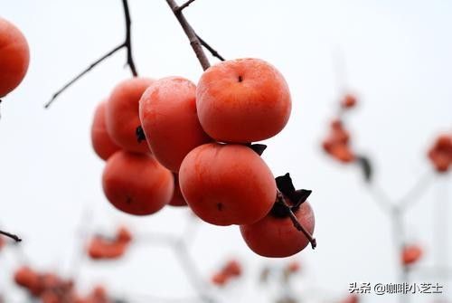 咖啡的涩感像什么,咖啡的涩感怎么解决