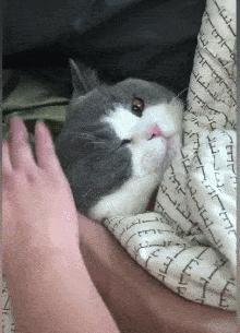 养英短的好处,养英短的好处和坏处