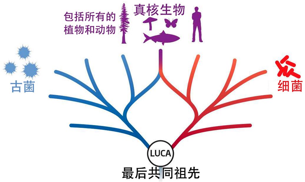 生命如何在地球上孕育出来？