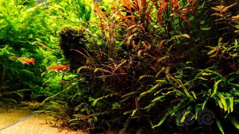 40缸草缸开缸教程新手入门,新手草缸需要装过滤系统吗