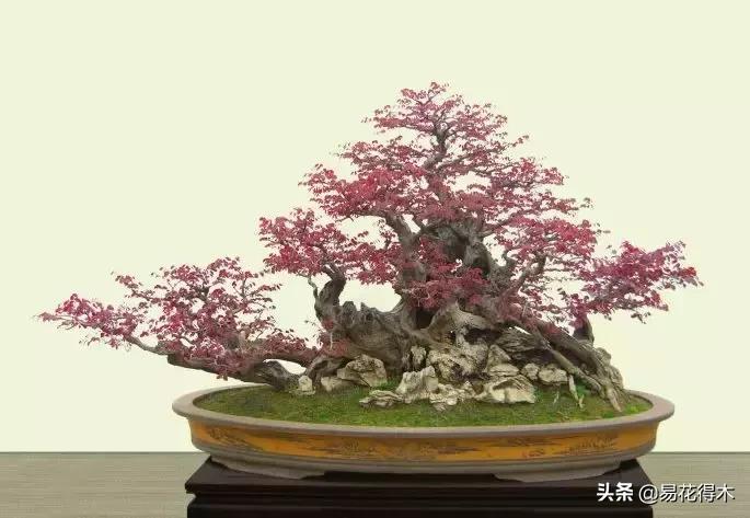 白檵木盆景图片欣赏,异形白花檵木盆景