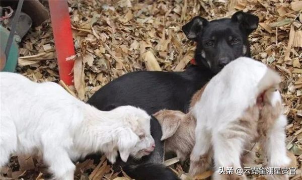 一窝小羊因主人贪吃失去母爱，被两只狗狗养大了，发生转基因了？