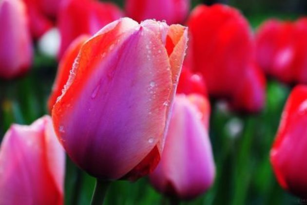 郁金香怎样养花开的久,郁金香怎么养枝叶又绿又硬