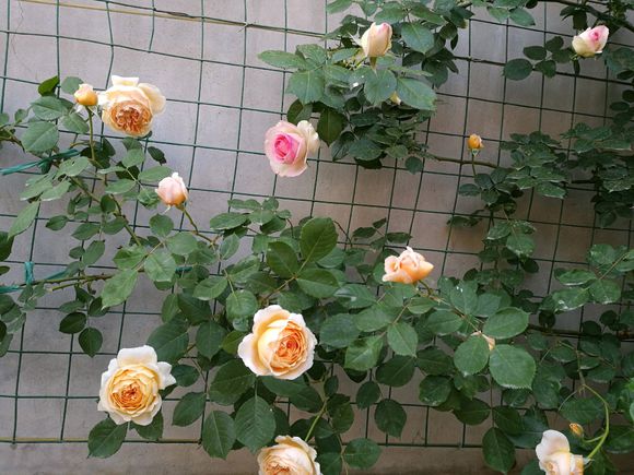 盆栽的藤本月季管理方法,爬满墙的藤本月季