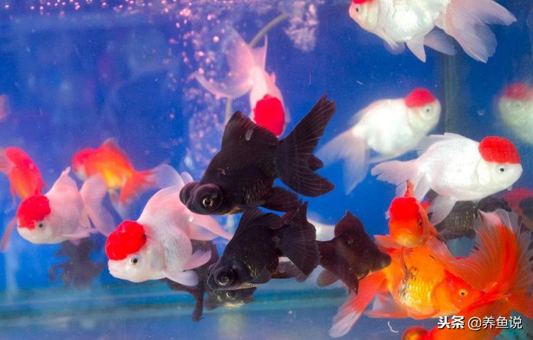 鱼缸有死鱼需要全换水吗,鱼缸如何换水可以避免死鱼