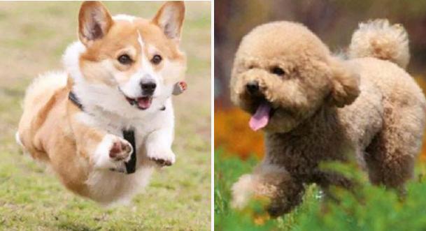 柯基和贵宾犬哪个好养,贵宾犬与柯基犬哪个适合孩子养