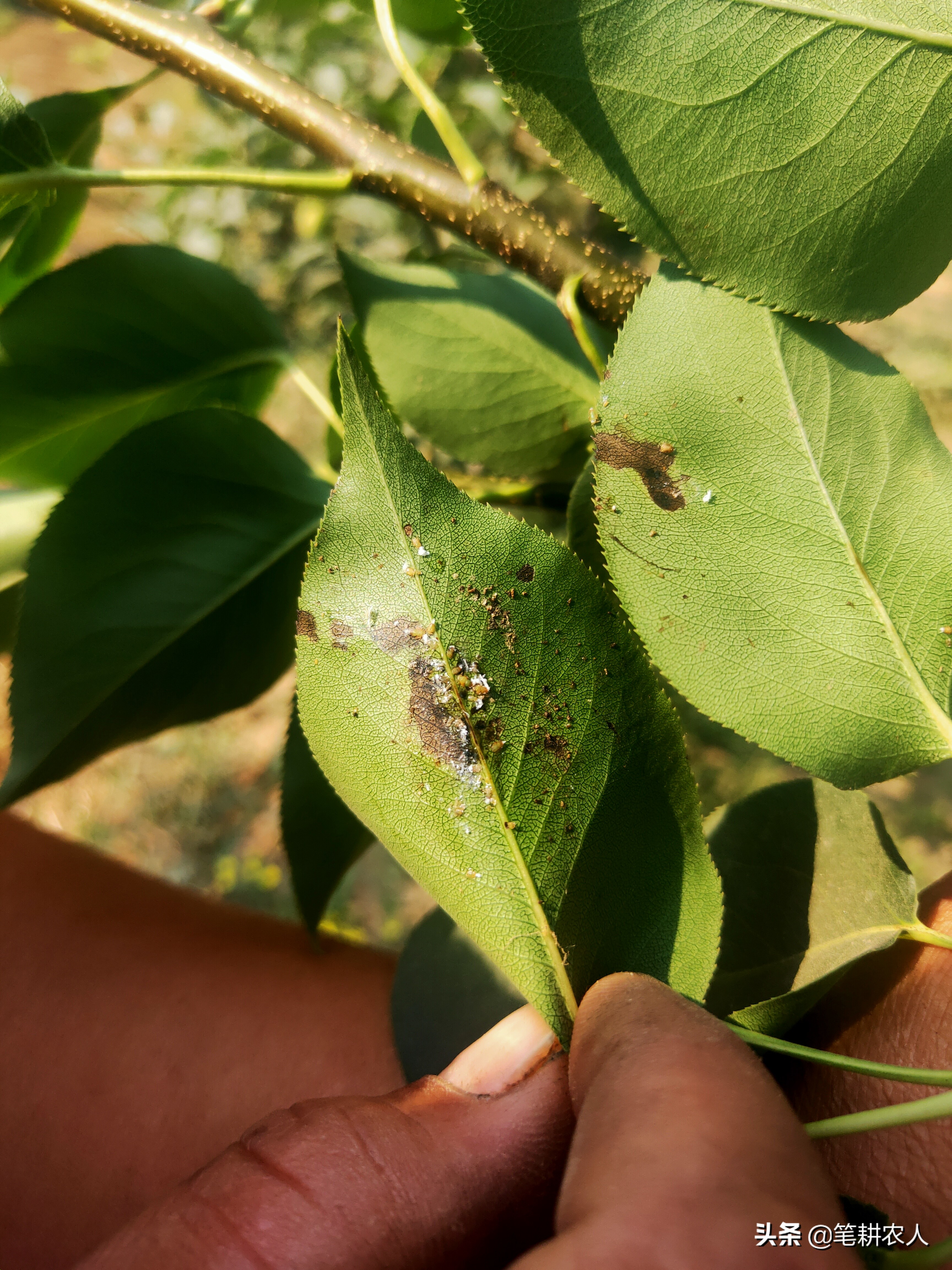 梨树梨木虱卷叶子了怎么办,梨树叶子有黑点什么病