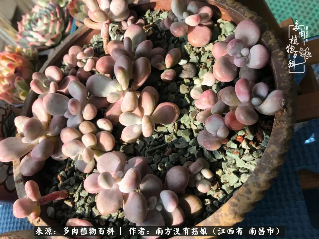 既见云胡不喜,既见君子云胡不喜毛笔楷书