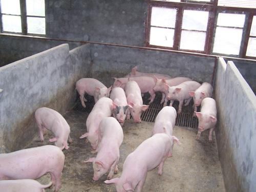 怎么确认*猪种**妊娠，预产期推算及分娩接产技术！