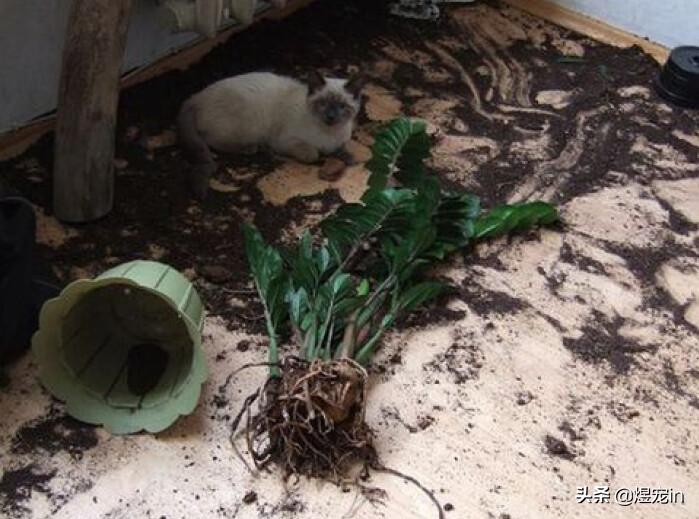 当猫咪调皮捣蛋时,该如何制止它们?