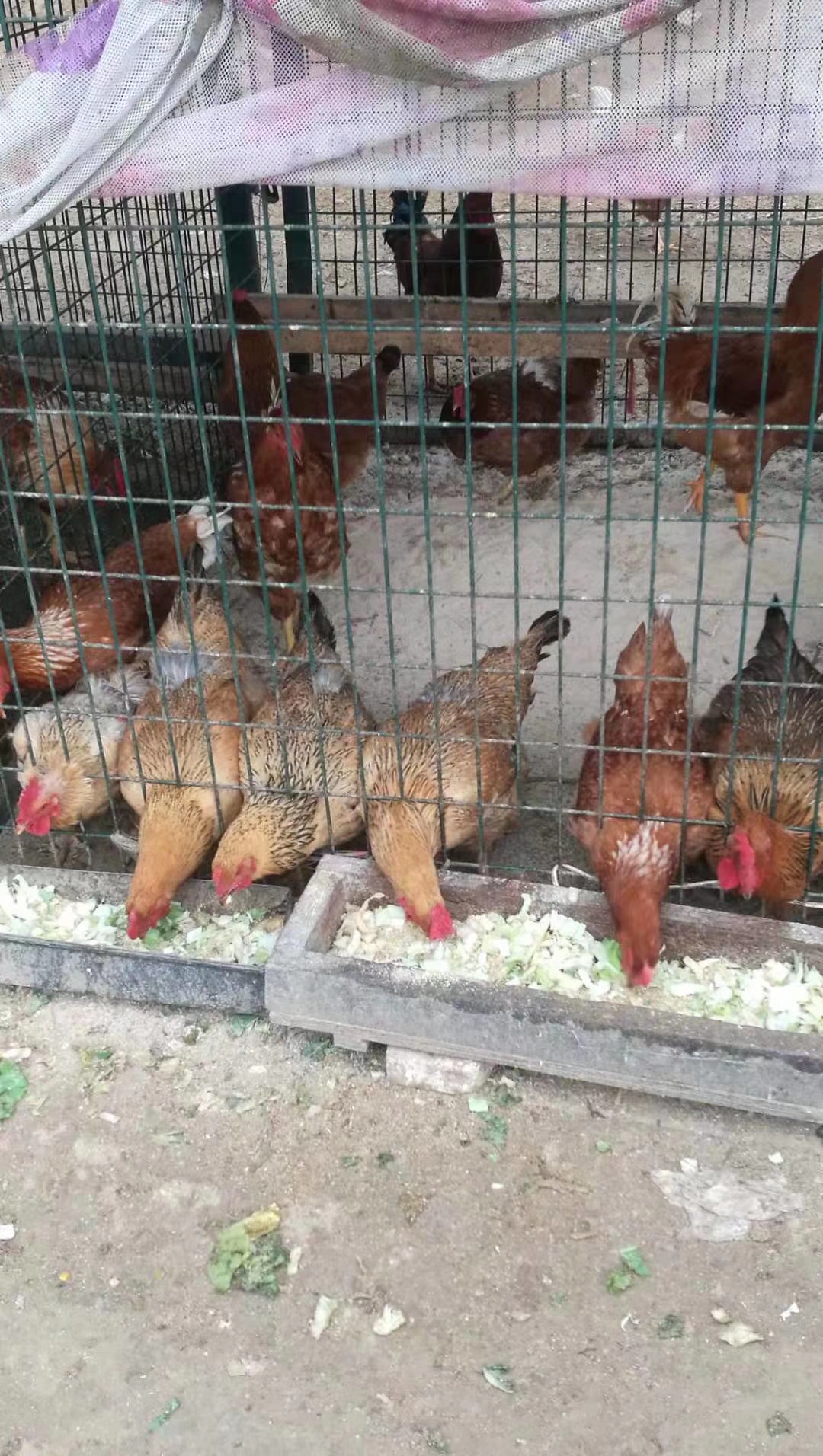 分享一下养鸡中温度的问题,养鸡的温度对照表