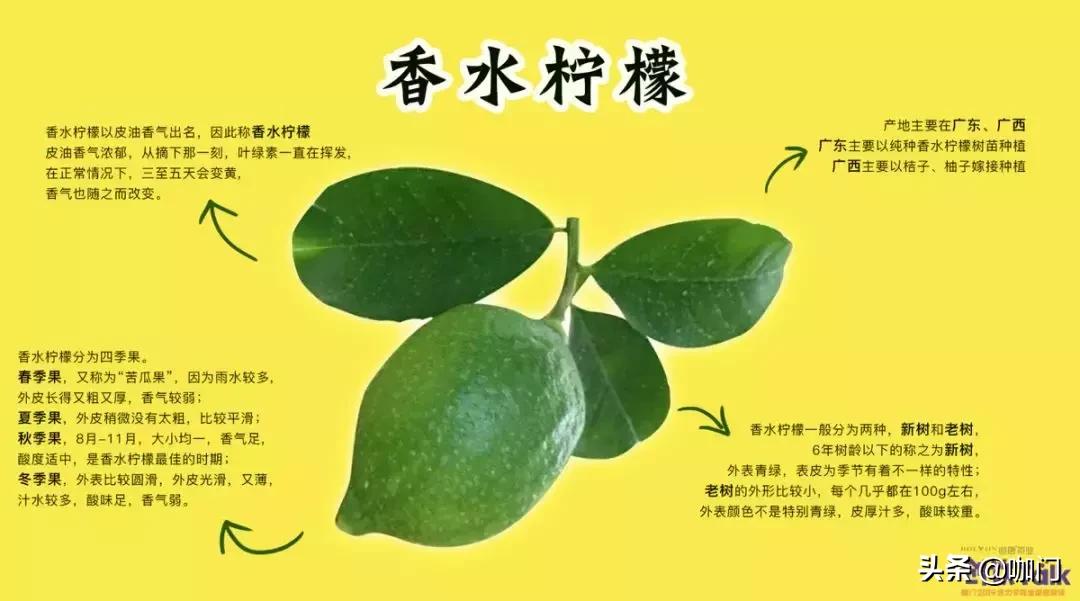 比奶茶好喝的柠檬茶 (疯狂的柠檬茶比奶茶易成瘾)