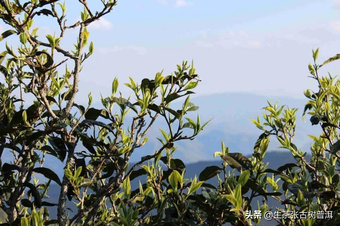 普洱茶临沧茶区分布图最新,临沧茶山分布图