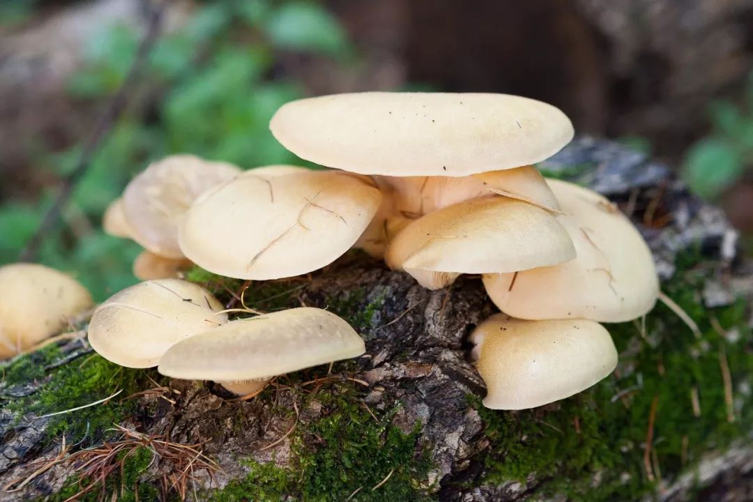 离俄罗斯只有一江之远,离黑龙江很近的俄罗斯城市