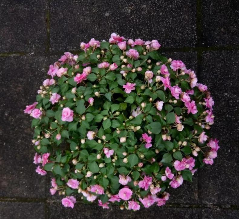 我是这样开爆的，1盆非洲凤仙3年奋斗史，看完你也试试