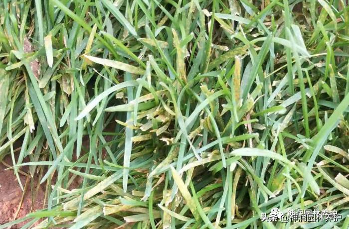 园林病害预警｜高温天气草坪病害的发生与防治