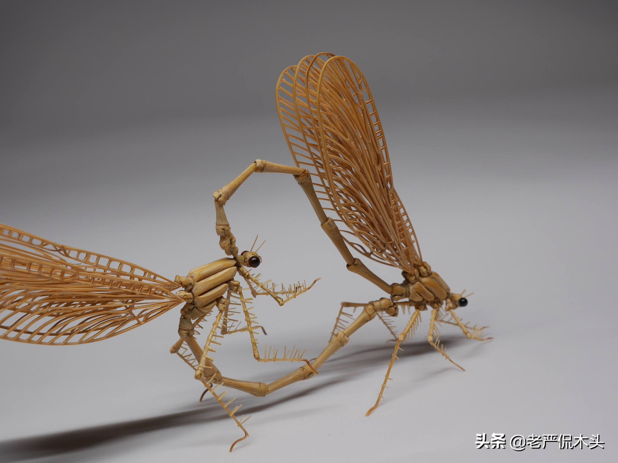 昆虫标本树脂竹节虫,昆虫标本制作竹节虫