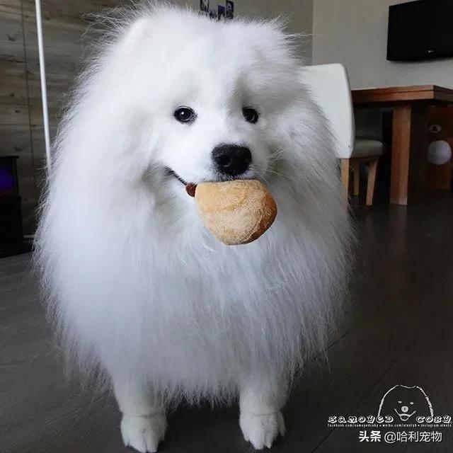 柯基和萨摩哪个可爱,萨摩耶和柯基哪个体型大