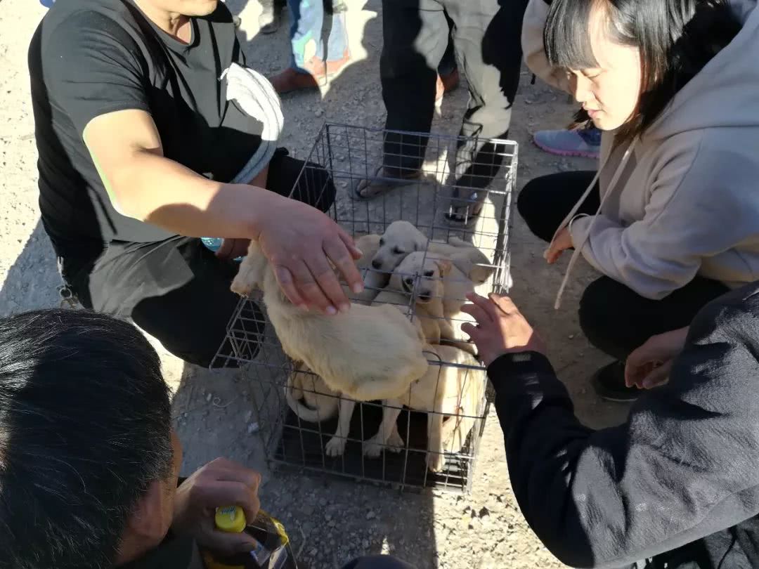 睢宁狗市拉布拉多幼犬多少钱一只,郑州狗市一只拉布拉多幼犬多少钱