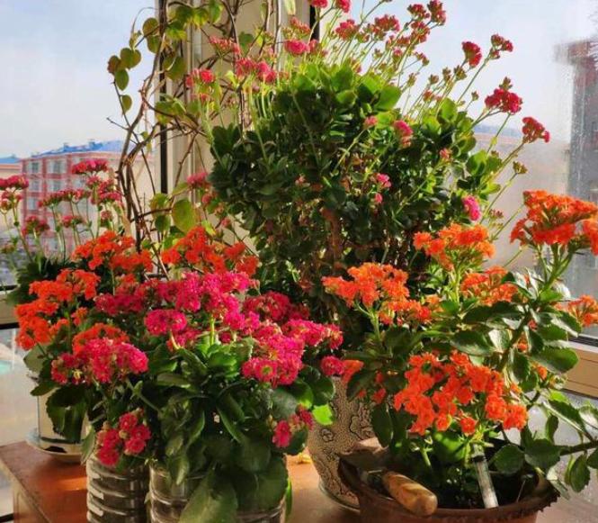 为什么盆栽土会结块,盆栽土容易撒出来怎么办