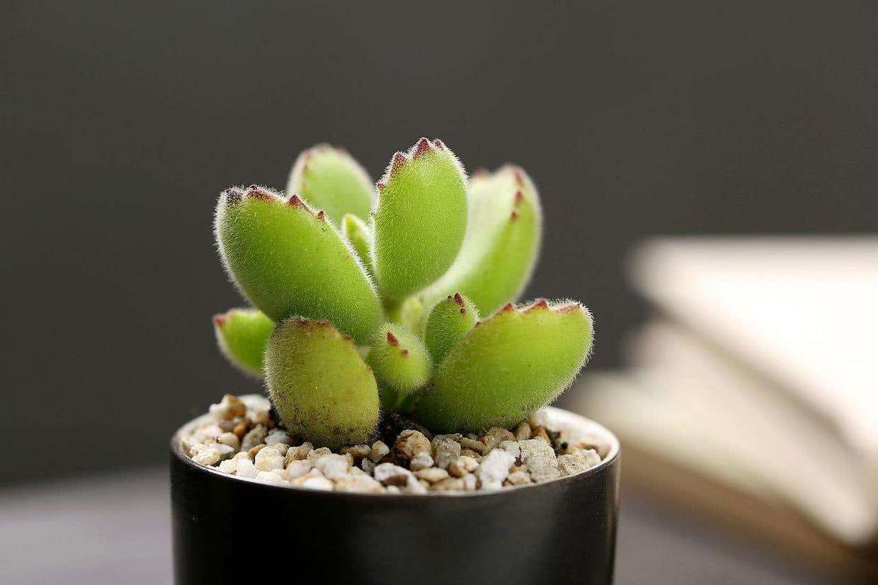 熊童子养好了会怎样,熊童子怎么养好活