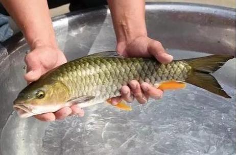 草鱼相似淡水鱼,外来品种淡水鱼像草鱼