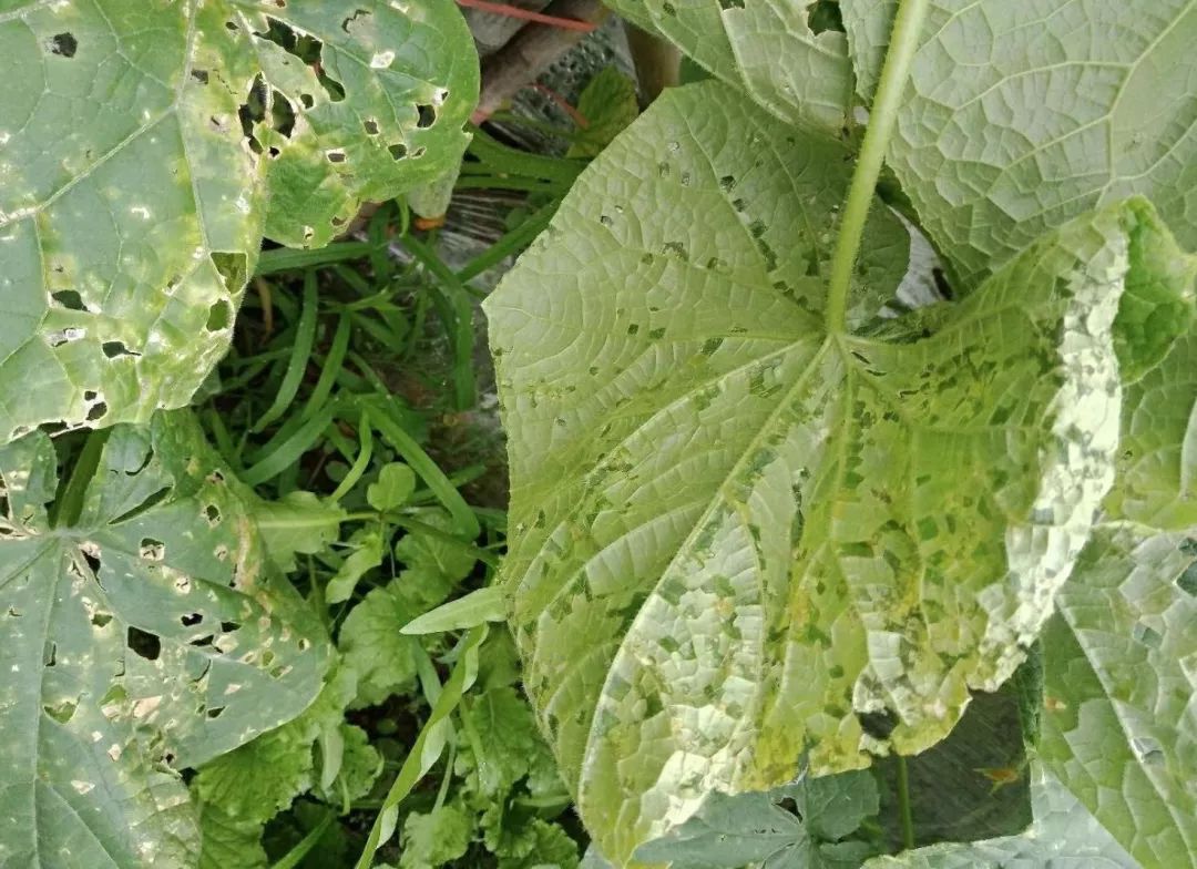 黄瓜病害图谱和防治黄瓜药害,黄瓜瓜条病害图谱