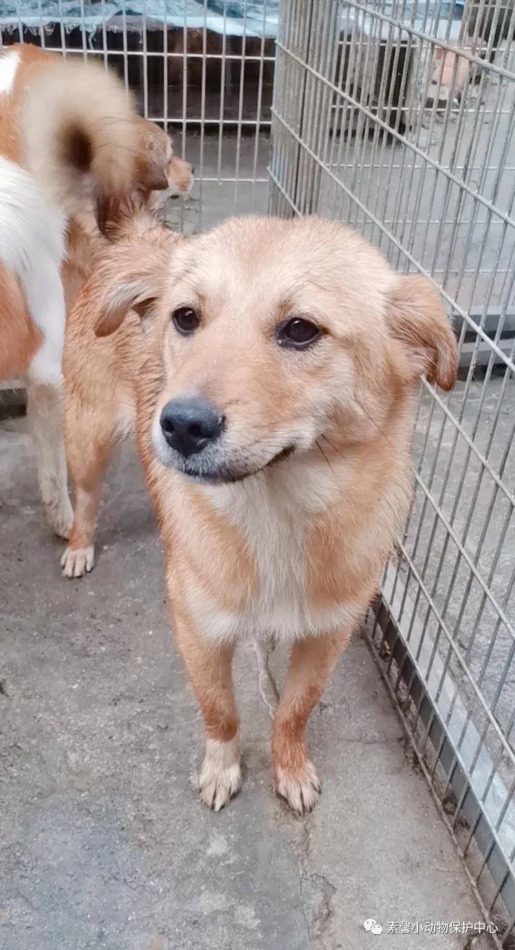 领养代替购买|2021年6月份福州线上宠物领养活动