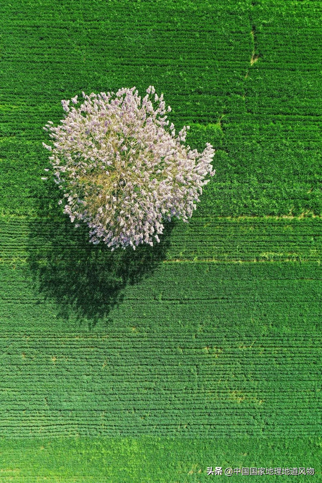 山东菏泽曹县到底为什么很出名,山东菏泽曹县什么样